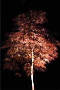 Landscape Lighting, Advance Water Works Missouri City, Texas